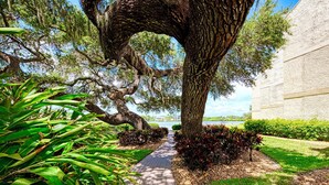 A paved pathway flanked by lush greenery and a large tree with a distinctive arching trunk. - Luxury Waterfront Views / Pool / 1400sf / Minutes to Beach (Siesta Key)