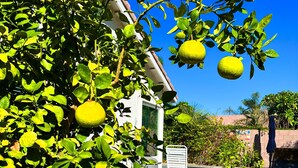 A garden with a lemon tree, a white chair, and a pool area. - 3 bedroom house w/Private Pool, Spa&Golf Course! (La Quinta)