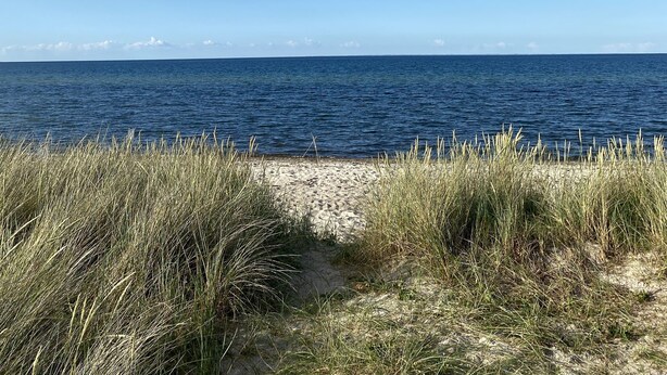 A beach with a clear sky, a sandy path leading to the water, and tall grasses in the foreground.