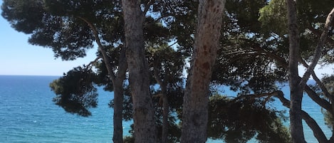 Nära stranden