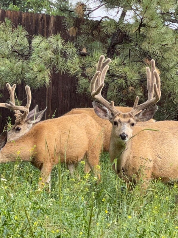 A deer with large antlers lying in a grassy field with trees in the background. - Perfect Pike's peak basecamp location & spacious luxury for active family/group (Cascade-Chipita Park)