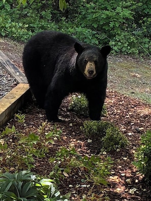 Un oso en un recinto naturalizado con una plataforma de madera y follaje denso.