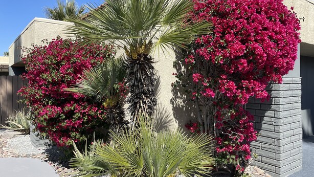 Una casa de fachada en estuco, un muro de piedra y un jardín con buganvillas rosadas y una palmera.