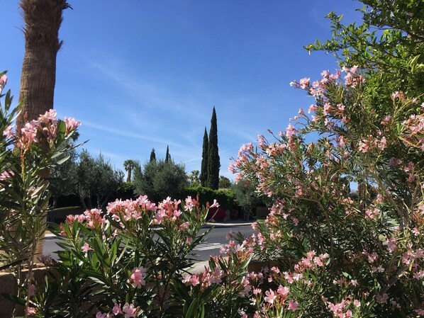 Property grounds - Incredible Mountain Views (Palm Springs)