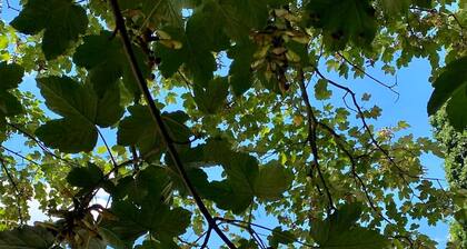 Doppelzimmer - Hotel Gut Moschenhof