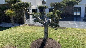 A modern building with a courtyard featuring a well-maintained lawn and several trees.