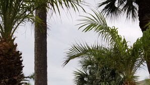 Um jardim tranquilo com um elemento de água central, rodeado por palmeiras e vegetação exuberante.
