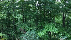 Une forêt dense, avec de grands arbres et une végétation variée.