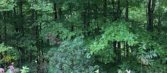 Charming 3 Bedroom Cabin near Hungry Mother State Park and Back of the Dragon