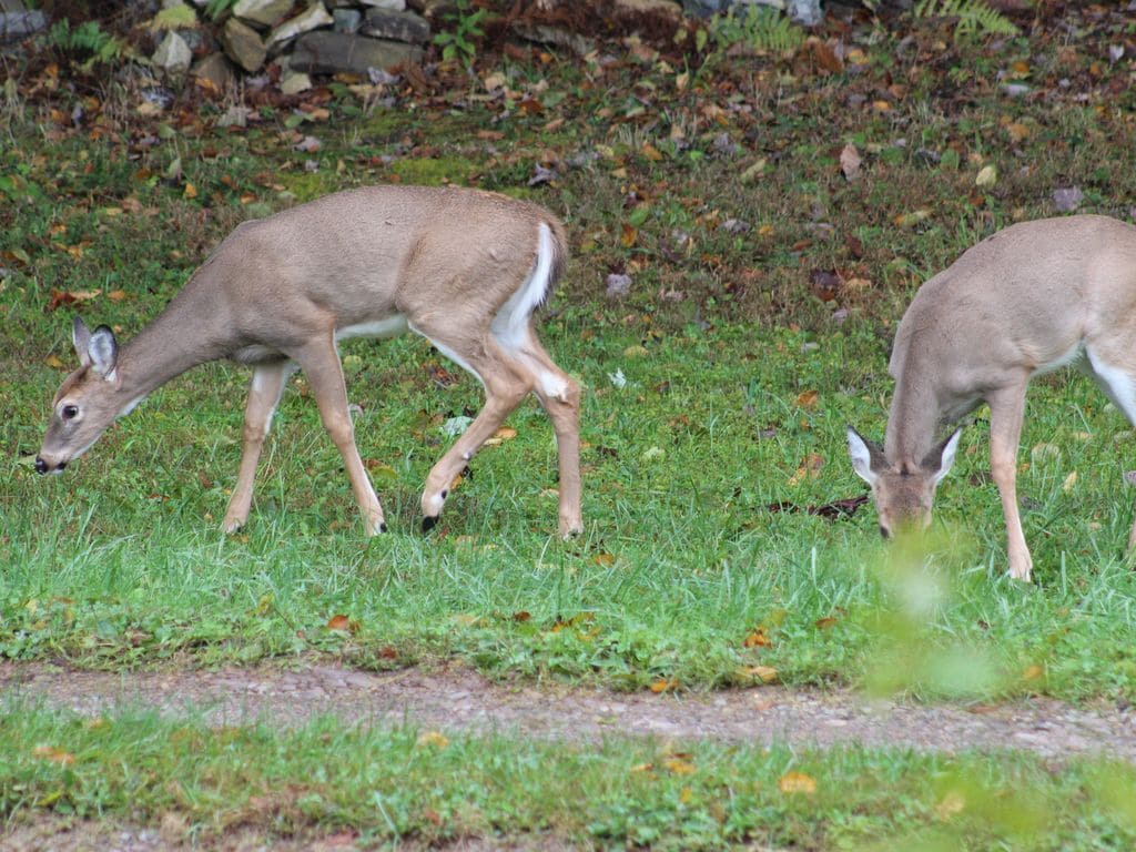 Two deer grazing in a grassy area with a path and some rocks in the background.