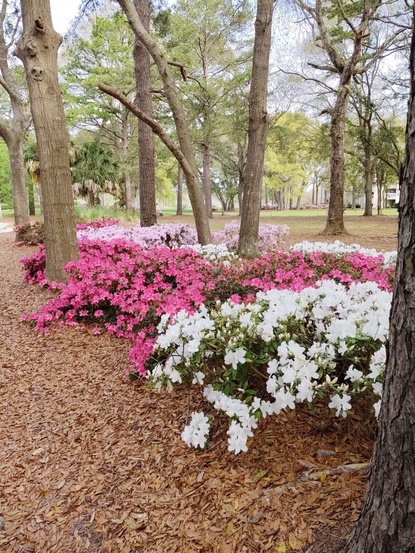Ein Park mit Bäumen und blühenden Sträuchern.