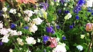 Un giardino con diverse fioriture, tra cui fiori rosa e blu, e verdeggiante vegetazione.