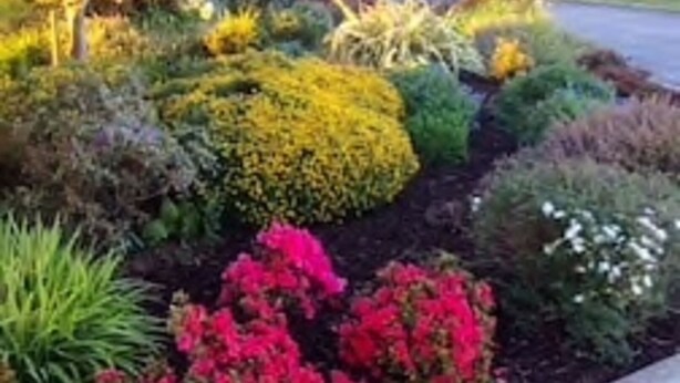 Un giardino curato con arbusti e piante fiorite.