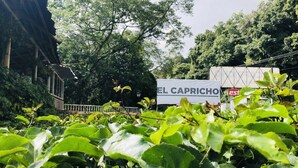 Une enseigne indiquant « EL CAPRICHO  », avec un feuillage verdoyant luxuriant au premier plan.