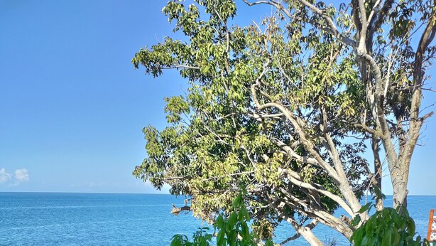Un área de estar junto a la playa con una mesa, sillas, un árbol y vista al mar.