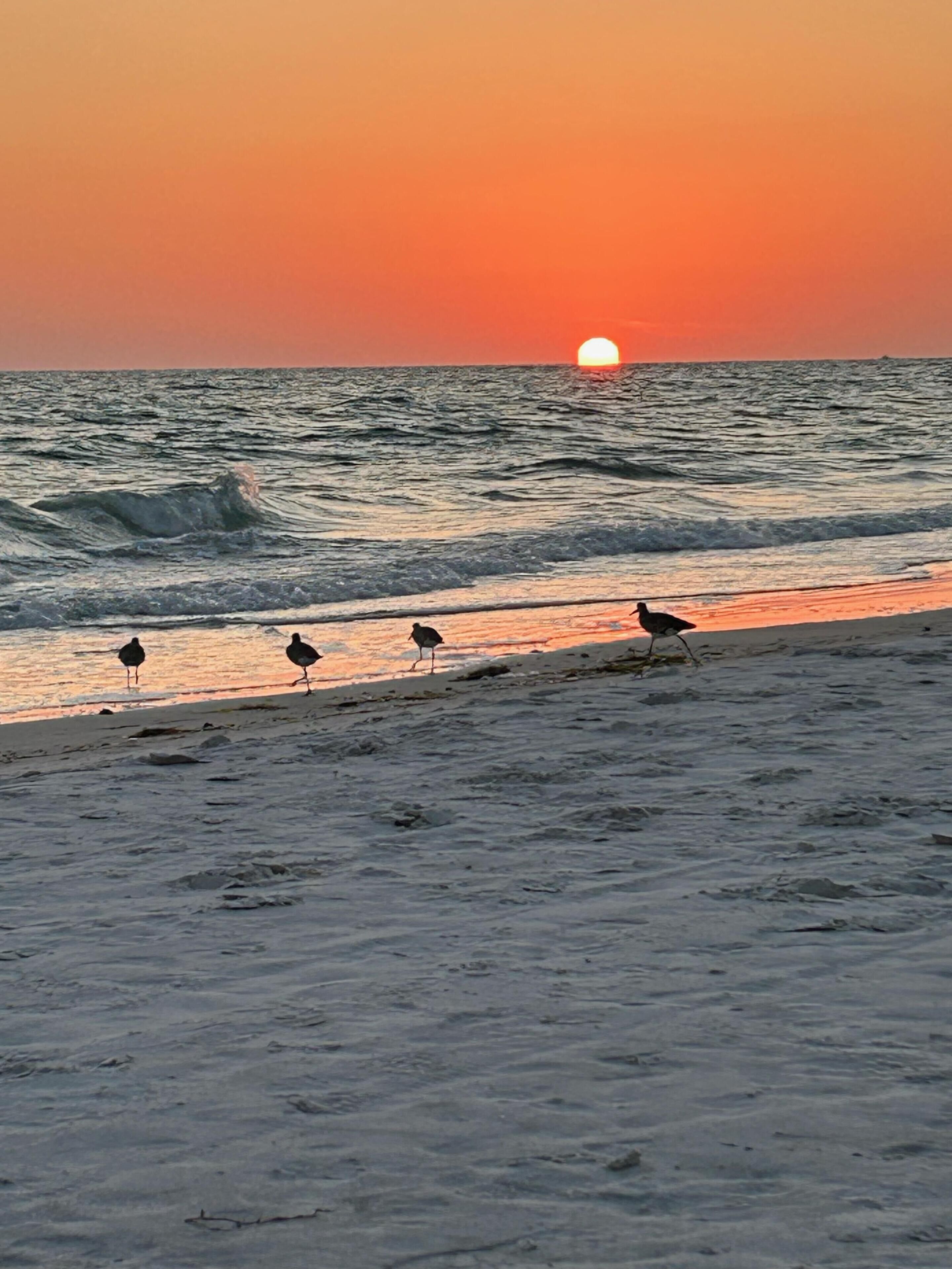 Escena de playa con el sol poniéndose sobre el océano, olas suaves rompiendo en la orilla y varias aves caminando por la arena.