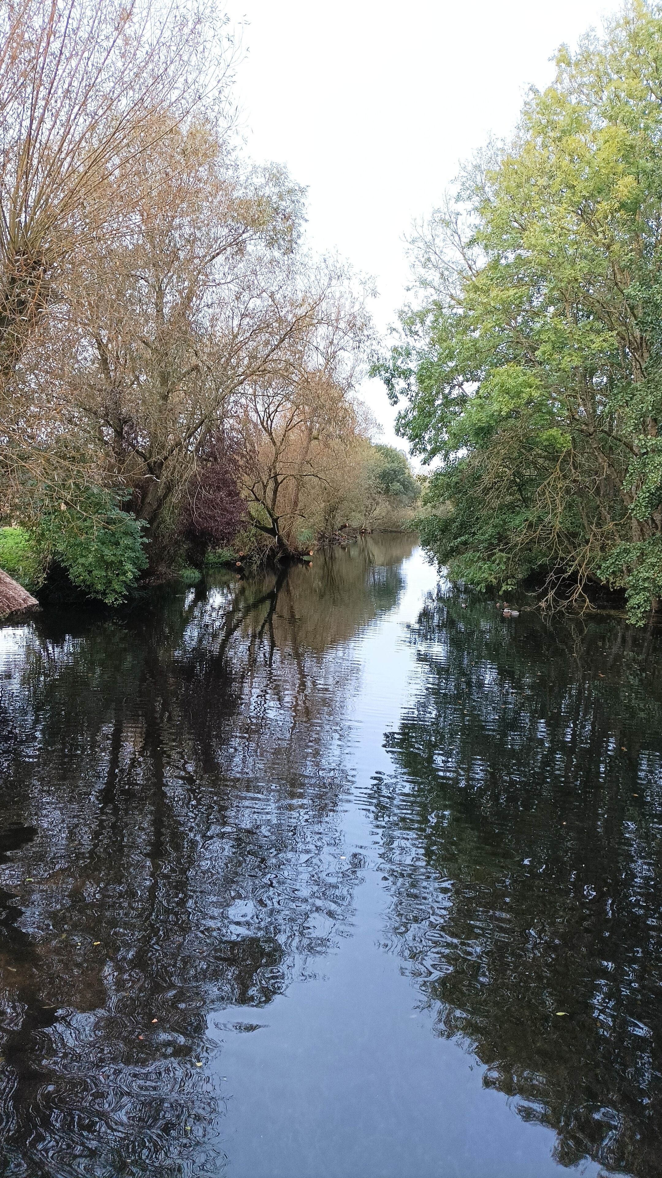 Ein ruhiger Fluss, gesäumt von dichter Vegetation.