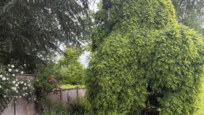 Een verzorgde tuin met diverse planten en bloemen, een strakke haag en een stenen muur.