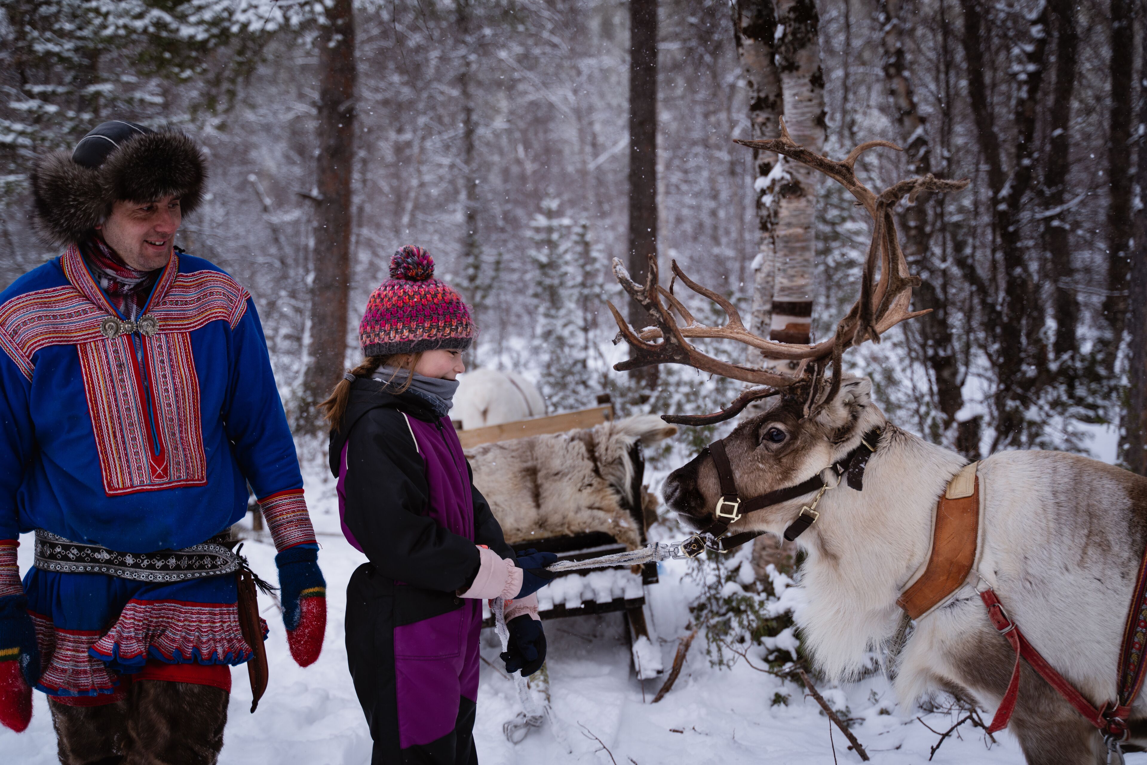 A snowy forest scene with a reindeer pulling a sled.