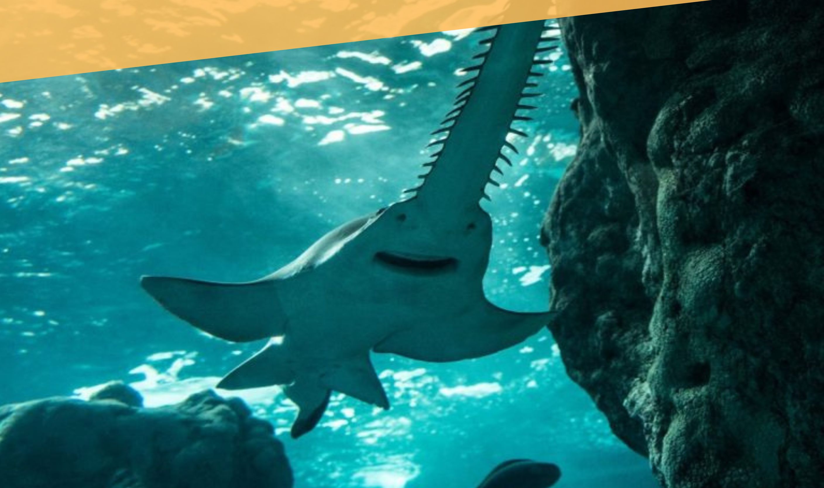 Une scène sous-marine où l’on voit un requin nager près d’une surface rocheuse.