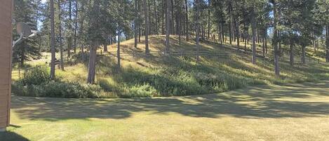 A grassy area with trees and a building in the background.