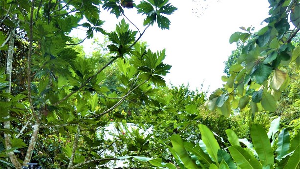 A gravel pathway surrounded by lush greenery and trees. - Jungle Like Oasis in San Ignacio - Secluded Cabaña Retreat Close To Mayan Ruins (San Ignacio)