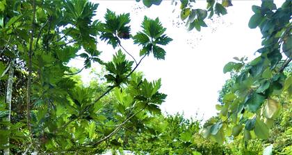 Jungle Like Oasis in San Ignacio - Secluded Cabaña Retreat Close To Mayan Ruins