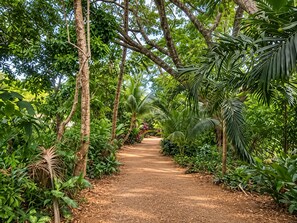 A pathway surrounded by dense tropical foliage, leading towards a distant structure. - 2BR Private Treetop Cottage With Bedroom AC in Tropical Gardens Near Town (San Ignacio)