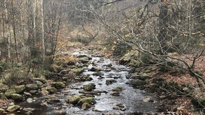Un ruisseau à lit rocheux, dans une zone boisée, bordée d’arbres et de rochers.