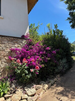 Paredes de pedra adornadas com flores de bougainvillea cor-de-rosa e um céu azul límpido.