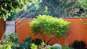 Ein Garten mit Baum, Zaun und Tor.