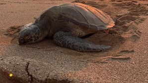 Una tortuga marina en una playa arenosa con el océano y un atardecer de fondo.