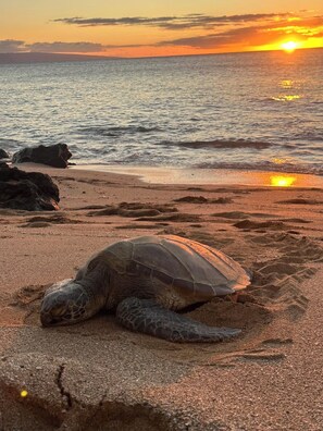 Beach nearby, sun-loungers, beach towels