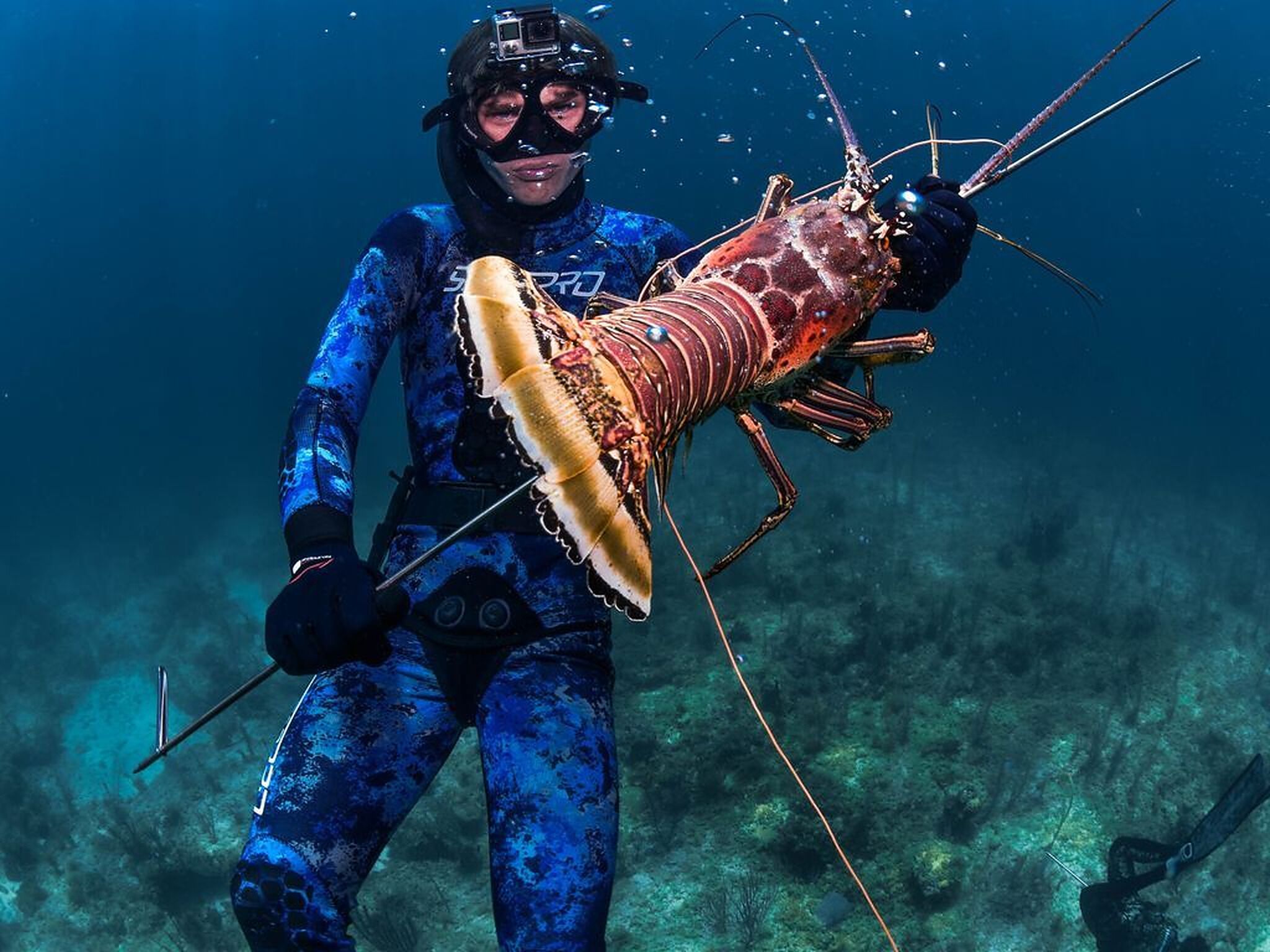 A person in a blue wetsuit holding a lobster underwater.