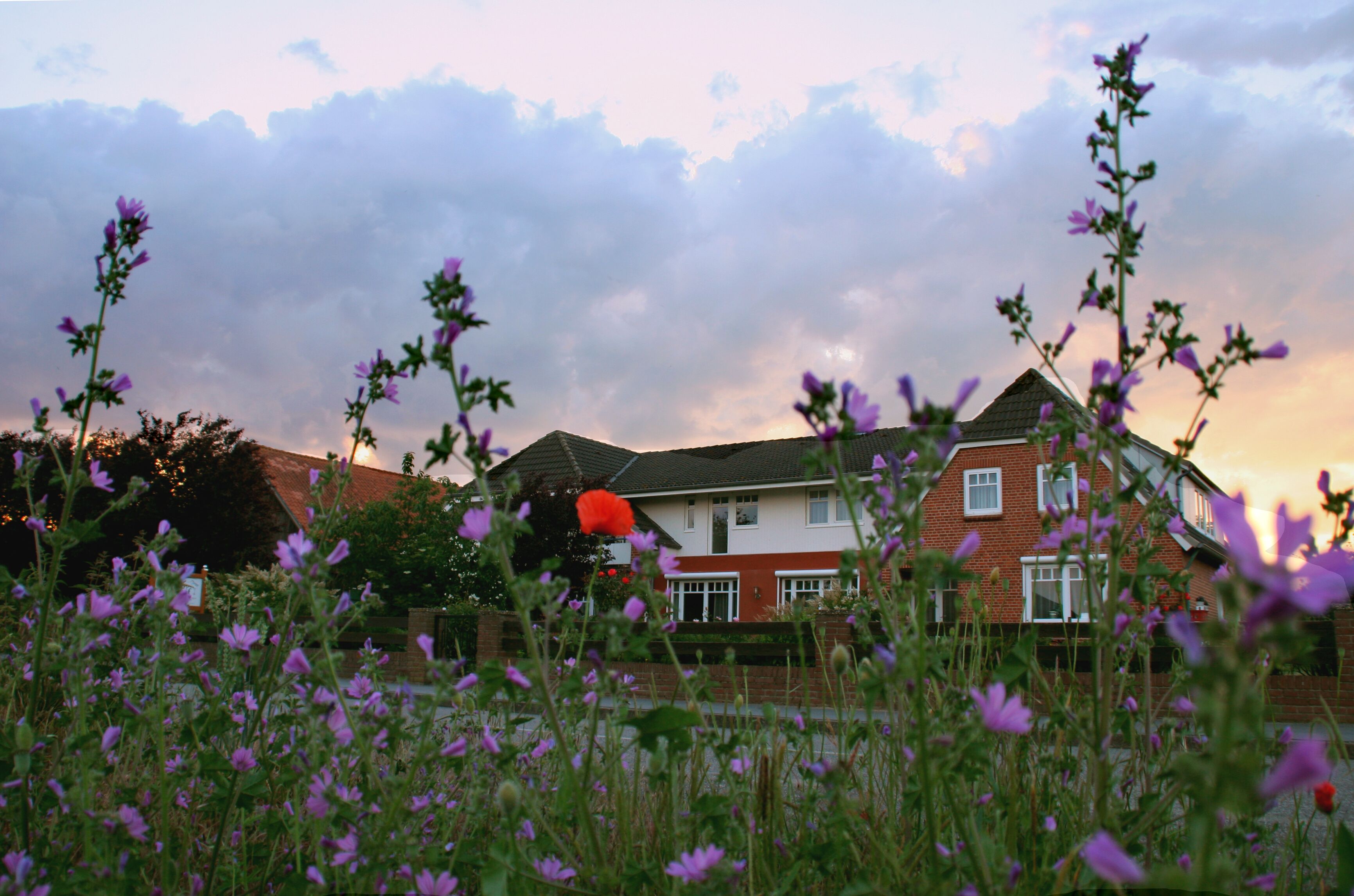 Ein Haus mit roter Backsteinfassade und weißer Verzierung, umgeben von einem Feld lila Blumen.