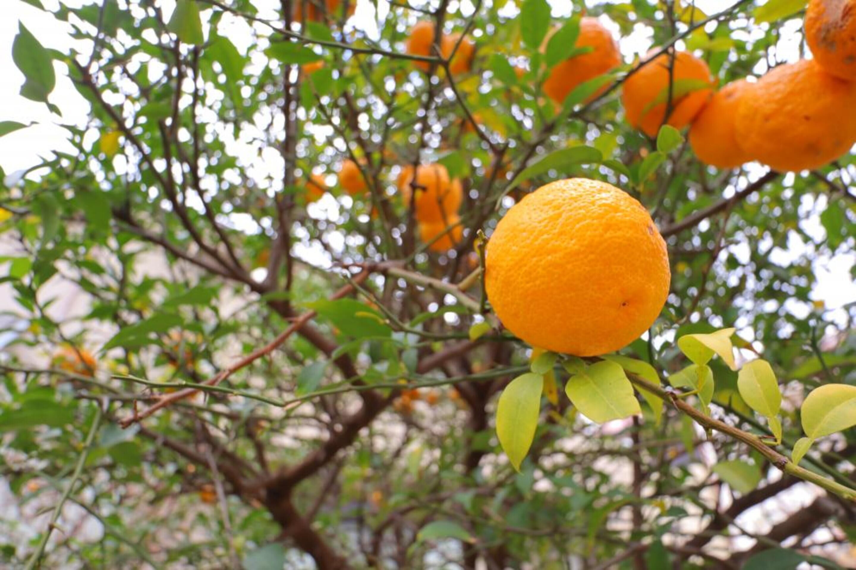 A tree with oranges and green leaves.