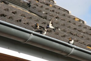 A rooftop with multiple birds, including a chick and an adult bird, on a tiled surface. - Kuschelige Butze an der Ostsee (Heringsdorf)