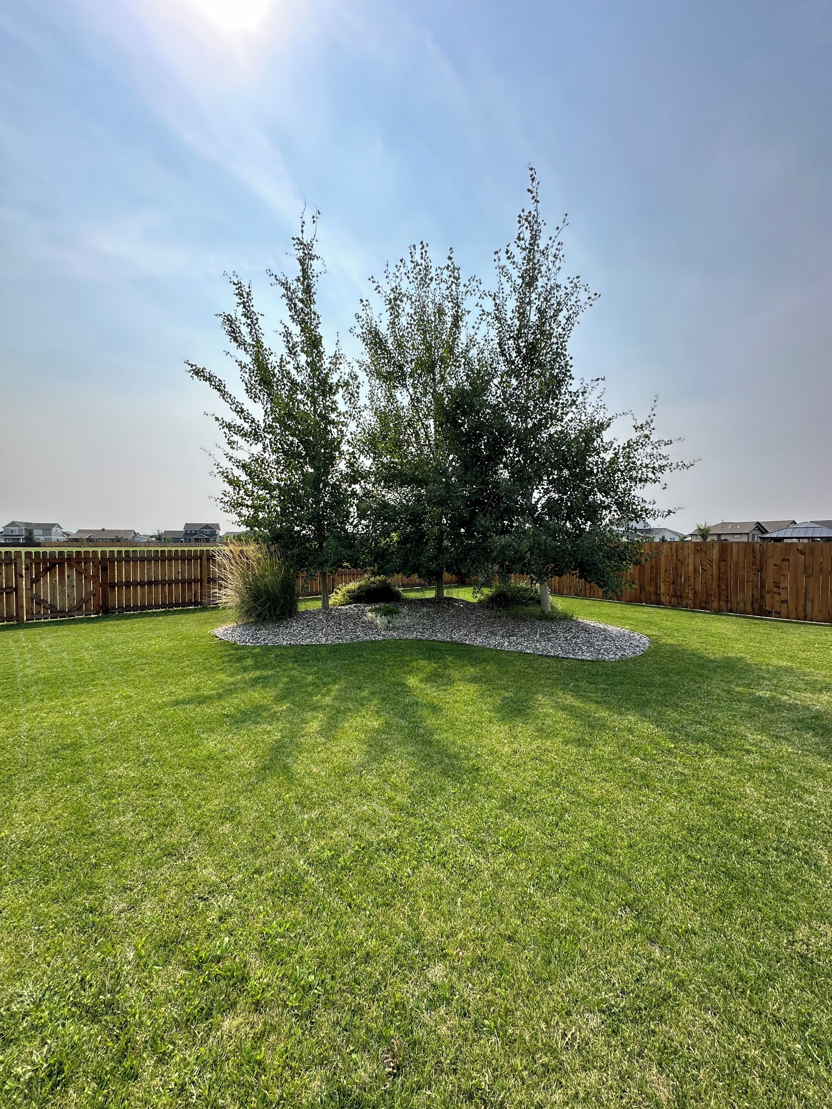 A well-maintained lawn with a central tree and a wooden fence in the background.