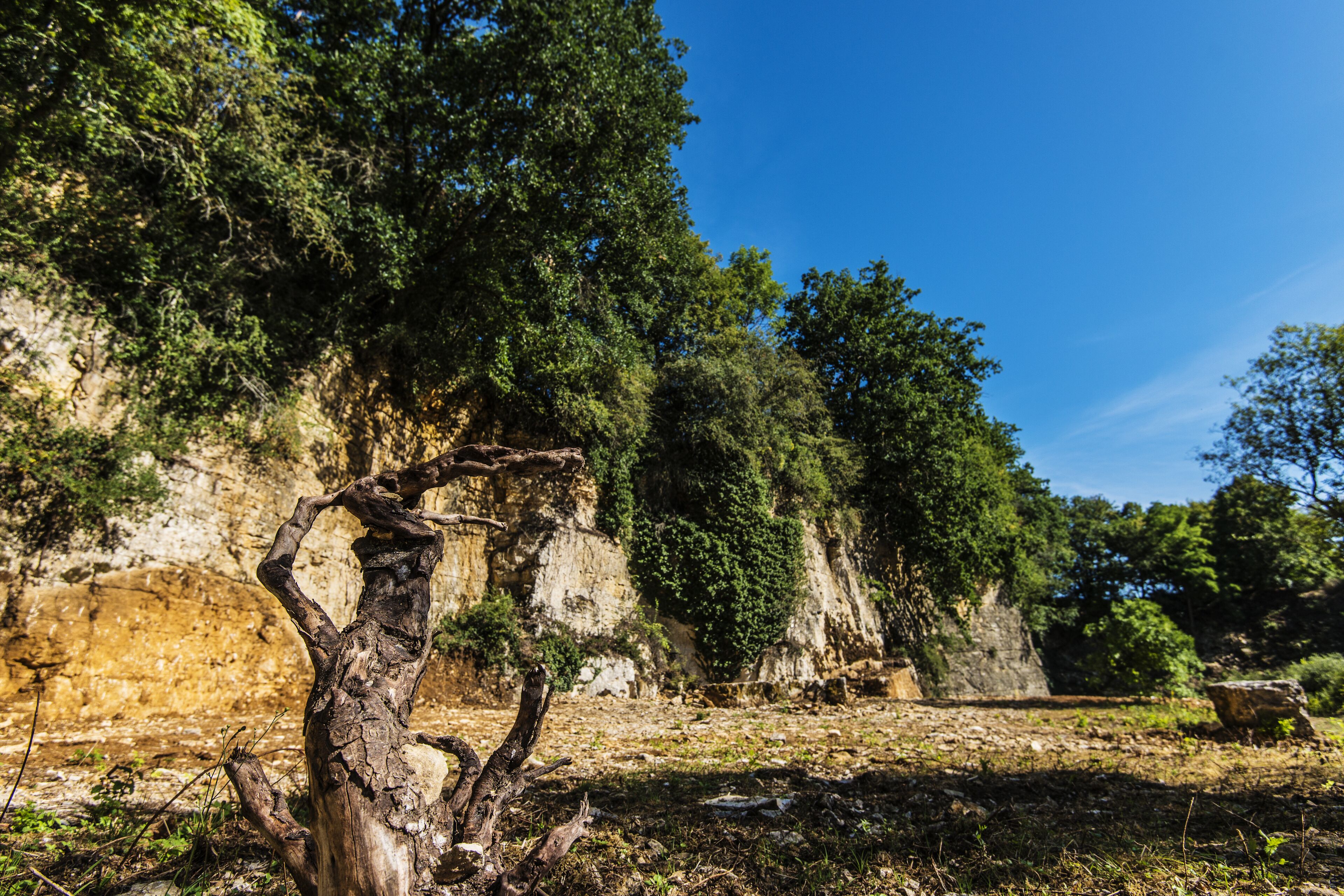 Un paysage naturel avec un arbre mort bien visible au premier plan, des falaises rocheuses et une végétation luxuriante en arrière-plan.