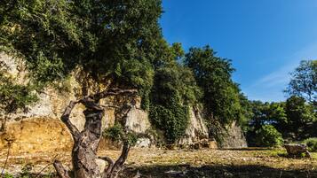 Un paysage naturel avec un arbre mort bien visible au premier plan, des falaises rocheuses et une végétation luxuriante en arrière-plan.