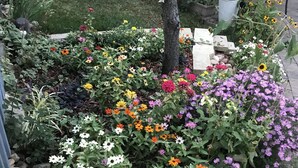 A garden with a variety of flowers and a tree. - Moose Lodge Loft at Rigden Farms (Fort Collins)