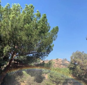 A clear view of a pine tree with a reflection in a calm body of water, surrounded by greenery and hills. - Cozy Mallard RV. Light, bright and inspiring trailer amongst the Pine trees. (Topanga)