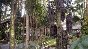 A tropical garden with a variety of plants and a wooden structure. - Complete house with lush vegetation, hot water Jacuzzi for 12 people (Santagueda Palestina Caldas)