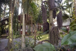 Property grounds - Complete house with lush vegetation, hot water Jacuzzi for 12 people (Santagueda Palestina Caldas)