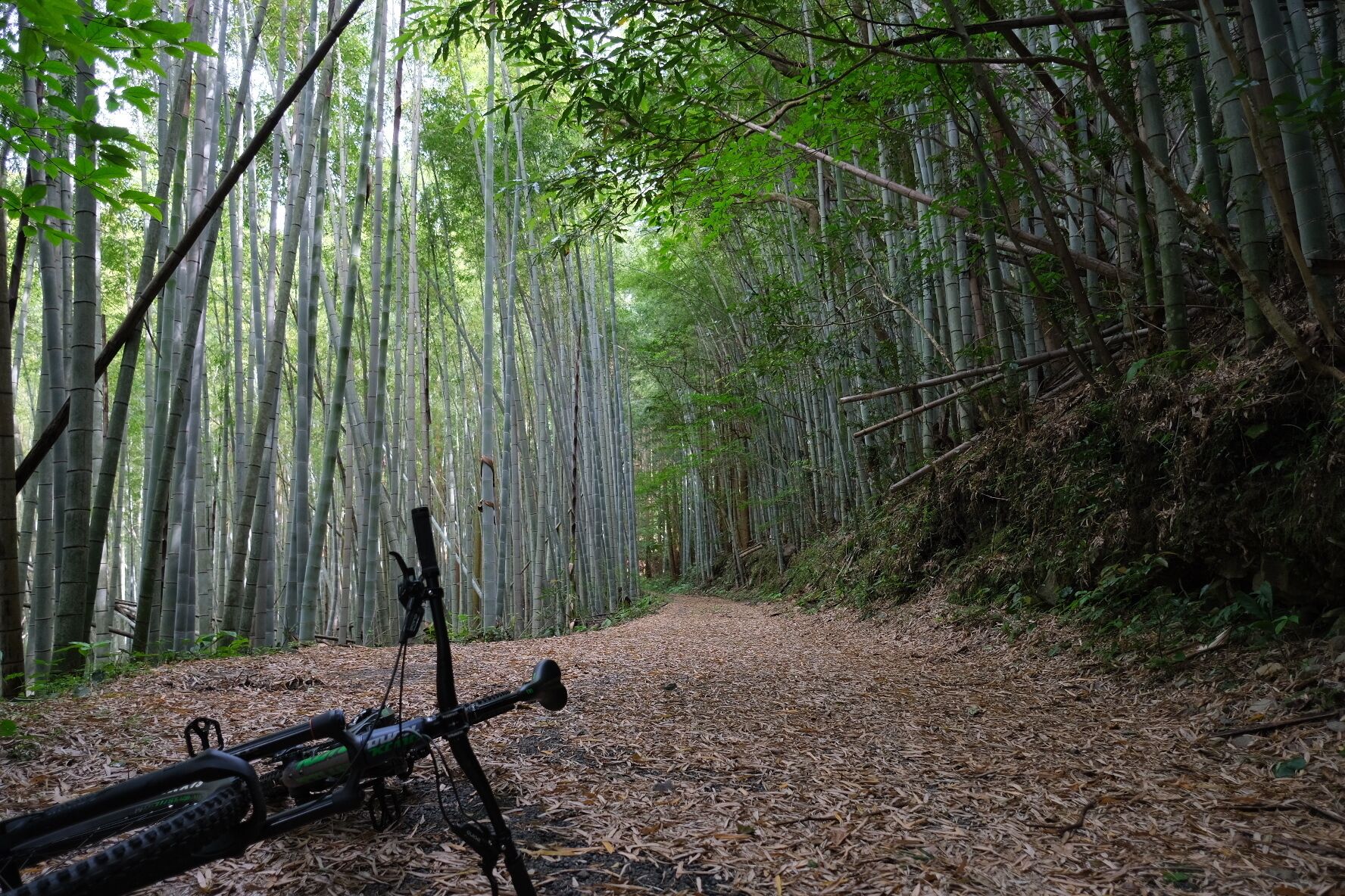 A forested path with a bicycle leaning against a tree.