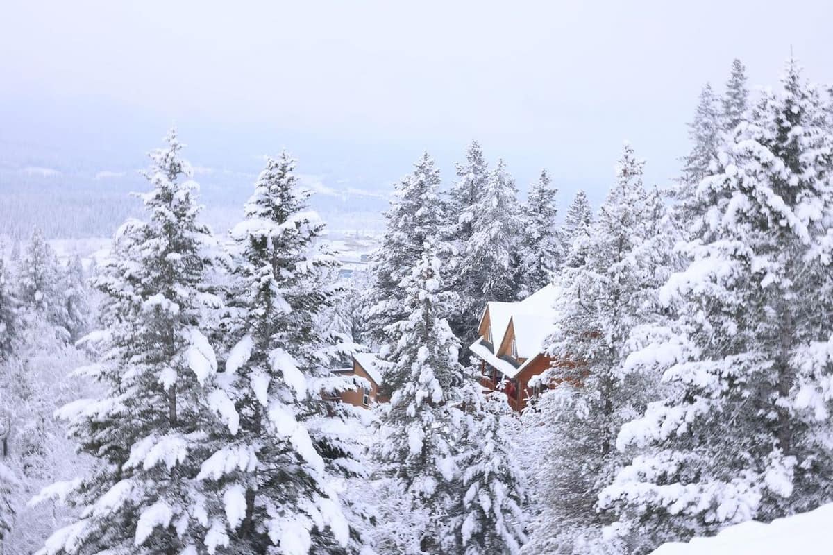 A snow-covered forest with a cabin.