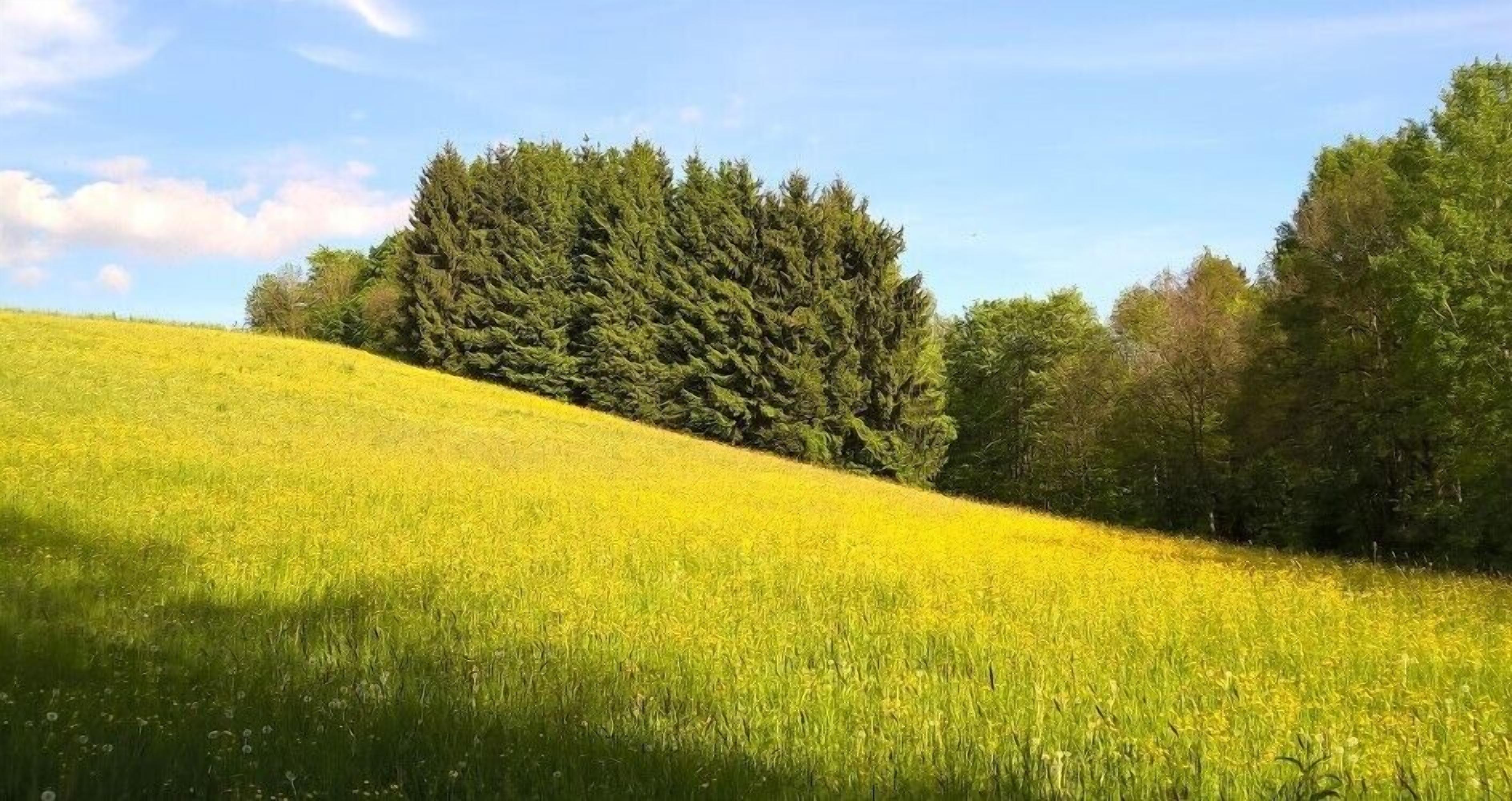 A field of yellow flowers on a hillside with trees in the background.