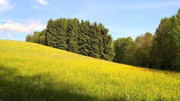 A field of yellow flowers on a hillside with trees in the background.