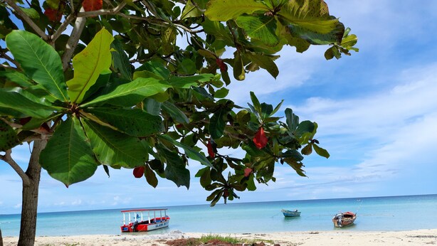 A beach with boats, a sandy shore, and a tree with green leaves. - Drifters at One Mile - Hostel (Negril)