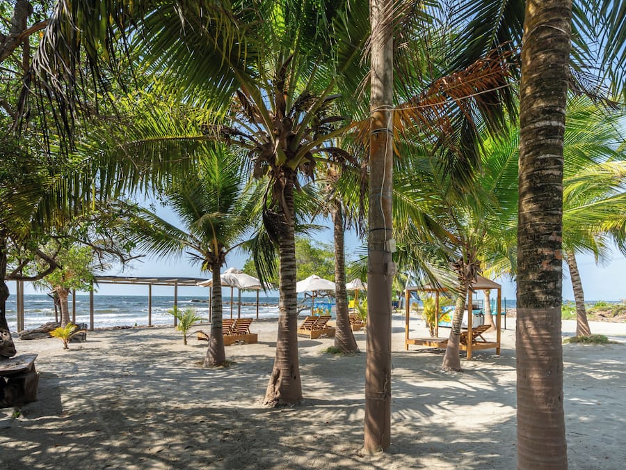 Uma praia com palmeiras, espreguiçadeiras e uma estrutura de madeira com guarda-sóis.